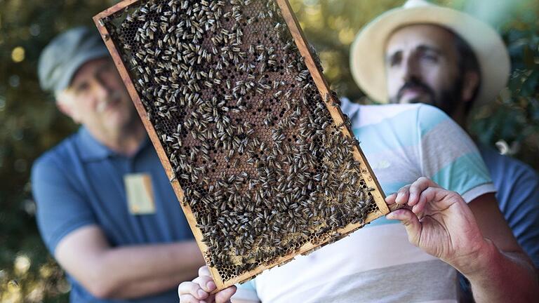 Bienen sind faszinierende Insekten, die man wesensgemäß halten sollte, findet der Verein Mellifera. Bienen sind faszinierende Insekten, die man wesensgemäß halten sollte, findet der Verein Mellifera. 