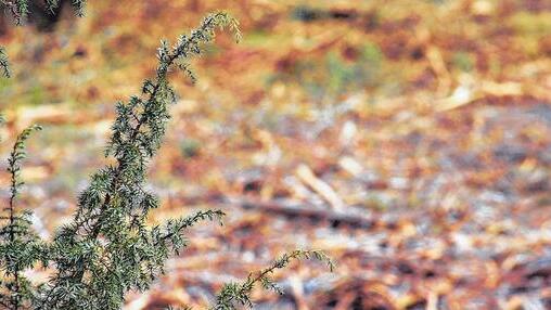 Entbuschung: Nur der Wacholder bleibt stehen