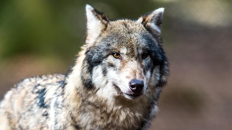 Ein Wolf wurde in Oberhaid von Wildtierkameras gesichtet. Unser Symbolbild zeigt einen Artgenossen im Gehege in einem Wildpark.