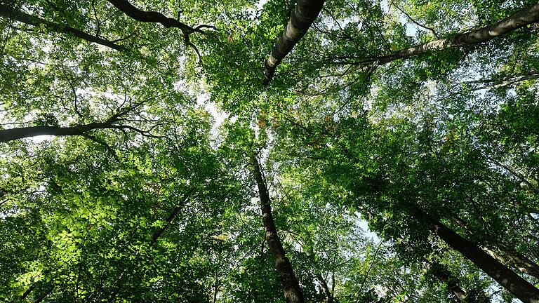 Wald im Hesselbacher Bergland: Die Fachleute sehen gleich, welche Schäden Hitze und Trockenheit verursachen.&nbsp;