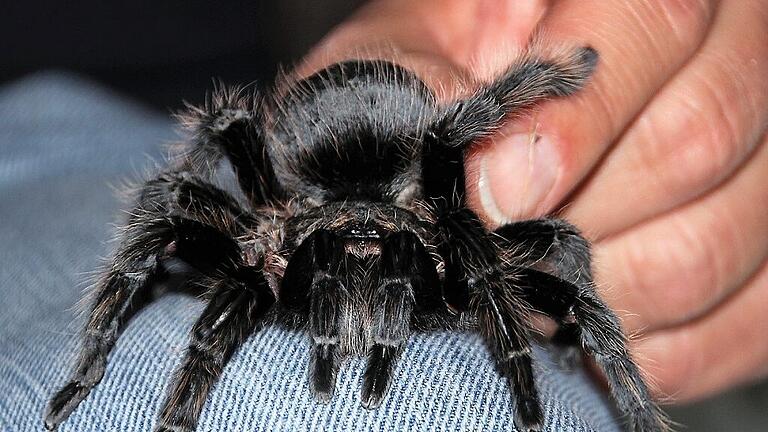 vogelspinne frieda - diana fuchs 2020 (13)       -  &bdquo;Fühlt sich an wie Pelz&ldquo;: Timmy Weber streichelt Frieda.