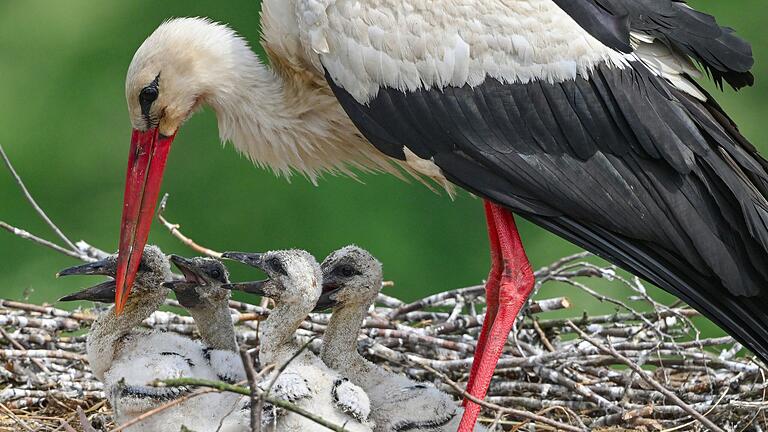 Ein Storch kümmert sich um den vierfachen Nachwuchs im Nest. Die Storchenmutter aus Heubach wurde zwischen Ebern und Rentweinsdorf von einem Auto erfasst und hinterließ zwei Jungtiere.