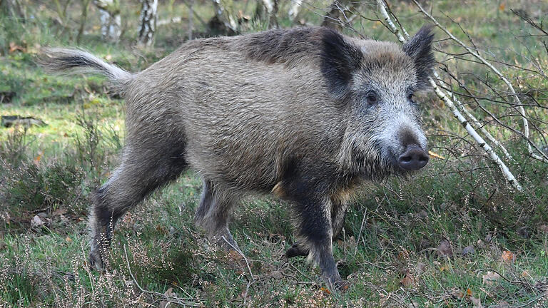 Wildschwein       -  ARCHIV - Ein Wildschwein aufgenommen am 13.11.2017 in Elstal (Brandenburg) in der Döberitzer Heide in Sielmanns Naturlandschaften. Bund und Länder bereiten sich auf einen möglichen Ausbruch der Afrikanischen Schweinepest in Deutschland vor.