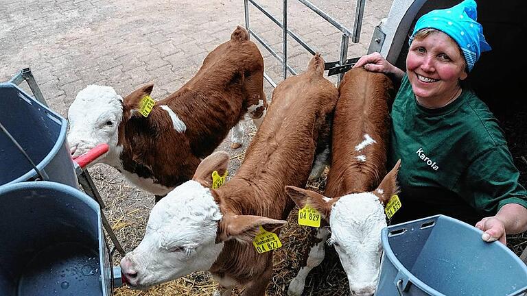 Seltenes Glück im Kuhstall: Drillinge – und alle sind wohlauf - (dix) Da staunte die Landwirtsfamilie Schneider im Burgpreppacher Ortsteil Ueschersdorf (Lkr. Haßberge), als sich vor wenigen Tagen Nachwuchs im Kuhstall eingestellt hatte. Dass Kuh-Mama Leni wohl Zwillinge auf die Welt bringen würde, hatte man schon geahnt. Und dann waren's gar drei Kälbchen, die die Schneiders jetzt auf Trab halten. Drei auf einen Streich, das hat es auf dem Hof noch nicht gegeben, berichten Hermann Schneider und seine Frau Karola (im Bild). Was nicht verwunderlich ist, denn Drillingsgeburten sind bei Fleckvieh äußerst selten, so Matthias Ruhland vom Fachzentrum Rinderhaltung am Amt für Ernährung, Landwirtschaft und Forsten Schweinfurt. Nur bei fünf von 10 000 Geburten gibt es dreifachen Nachwuchs. Und was nicht selbstverständlich ist: Die drei Kälbchen, zwei Söhne und eine Tochter, sowie Kuh-Mama Leni sind wohlauf. Seltenes Glück im Kuhstall: Drillinge – und alle sind wohlauf - (dix) Da staunte die Landwirtsfamilie Schneider im Burgpreppacher Ortsteil Ueschersdorf (Lkr. Haßberge), als sich vor wenigen Tagen Nachwuchs im Kuhstall eingestellt hatte. Dass Kuh-Mama Leni wohl Zwillinge auf die Welt bringen würde, hatte man schon geahnt. Und dann waren's gar drei Kälbchen, die die Schneiders jetzt auf Trab halten. Drei auf einen Streich, das hat es auf dem Hof noch nicht gegeben, berichten Hermann Schneider und seine Frau Karola (im Bild). Was nicht verwunderlich ist, denn Drillingsgeburten sind bei Fleckvieh äußerst selten, so Matthias Ruhland vom Fachzentrum Rinderhaltung am Amt für Ernährung, Landwirtschaft und Forsten Schweinfurt. Nur bei fünf von 10 000 Geburten gibt es dreifachen Nachwuchs. Und was nicht selbstverständlich ist: Die drei Kälbchen, zwei Söhne und eine Tochter, sowie Kuh-Mama Leni sind wohlauf.