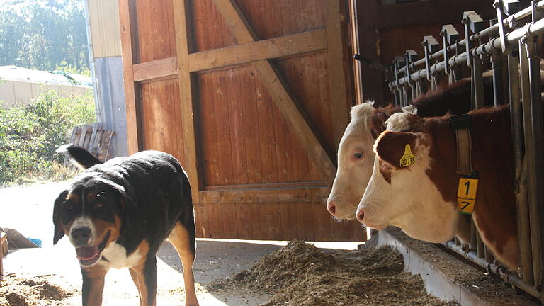 Landwirtin Christine Löb aus Reupelsdorf hat für ihren Milchviehbetrieb in Reupelsdorf (Lkr. Kitzingen) den 'Preis für Tiergesundheit' gewonnen.