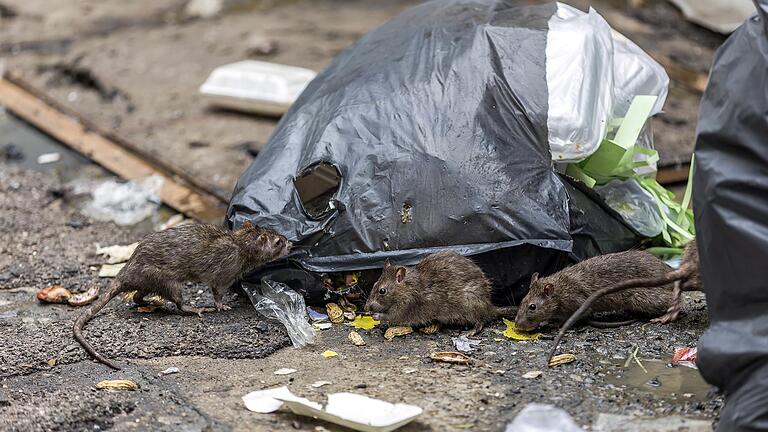 Im Roman von Albert Camus schleppen Ratten die Pest in die Stadt Oran ein. Der unterschiedliche Kampf gegen die Seuche beginnt.