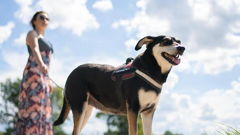 Das Bundeslandwirtschaftsministerium will strengere Regeln für eine artgerechte Hundehaltung einführen. Sie sollen auch vorgeben, wie oft der Hund vor die Tür kommt. Foto: Nicolas Armer/dpa       -  Hunde kosten zum Teil viel Geld. Einige Kosten können von der Steuer abgesetzt werden.