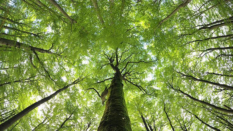 Der Steigerwald hat sich zu einem der wertvollsten deutschen Laubwaldgebiete entwickelt und besteht zu 70 Prozent aus Buchen. Seine hohe Qualität soll Besuchern in einem Naturparkzentrum vermittelt werden.