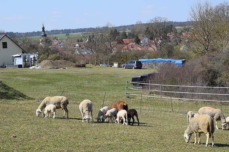 'Krainer Steinschafe' und 'Französische Milchschafe' stehen, liegen und galoppieren auf der Weide hinter dem Schafhof der Familie Schelauske in Ermershausen. 'Krainer Steinschafe' und 'Französische Milchschafe' stehen, liegen und galoppieren auf der Weide hinter dem Schafhof der Familie Schelauske in Ermershausen.