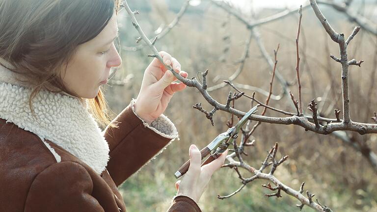 Wer Obstbäume oder bestimmte Sträucher im Garten hat, kann sich jetzt einen oder mehrere Zweige ins Haus holen und an Weihnachten den Anblick der schönen Blüten genießen.