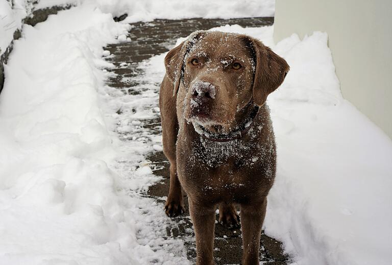 Labrador Carlo nach zwei Stunden im Schnee. Labrador Carlo nach zwei Stunden im Schnee.