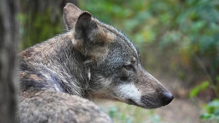 Eine Bad Kissingerin will Anfang Mai angeblich einen Wolf im Stadtgebiet gesehen haben.