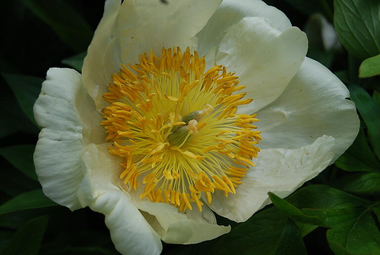 Clair de Lune ist eine früh blühende Stauden-Pfingstrose.