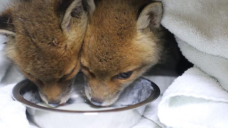 Nachdem die Fähe die Tiere aufgegeben hatte, waren sie auf Hilfe angewiesen.