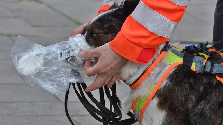 Am Prüfungstag bekommt der Mantrailerhund beim sogenannten Anriechen, die mit dem Geruch der zu suchenden Person behafteten Kompresse. Die Plastiktüte soll störende Fremdgerüche so weit wie möglich abhalten.