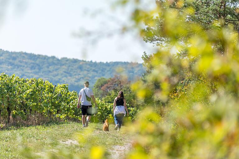 Auf dem Rundwanderweg 'MainWeitBlick' ist man in einer reizvollen Landschaft unterwegs und kann die Seele baumeln lassen. Auf dem Rundwanderweg 'MainWeitBlick' ist man in einer reizvollen Landschaft unterwegs und kann die Seele baumeln lassen.