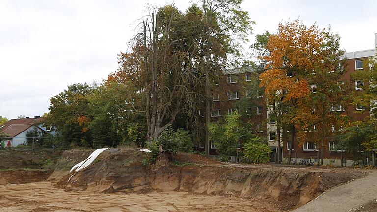 Die Kastanie im Hintergrund nahe der Baugrube des neuen Parkhauses an der Mainberger Straße muss nun doch gefällt werden. Um die Standsicherheit zu gewährleisten, hätte man eine 198 000 Euro teure Mauer bauen müssen. Das lehnte der Bauausschuss ab.