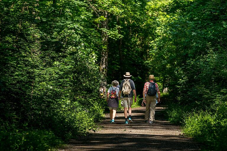 Im Sommer im Grünen und auf erfrischendem Weg: Wandern auf dem 'Kleinen Auenwald-Achter' in Schweinfurt. Im Sommer im Grünen und auf erfrischendem Weg: Wandern auf dem 'Kleinen Auenwald-Achter' in Schweinfurt. 