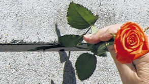 Graue Mauern, in denen bunte Blumen stecken: ein Symbol für den Freiheitswillen der Menschen. Graue Mauern, in denen bunte Blumen stecken: ein Symbol für den Freiheitswillen der Menschen.
