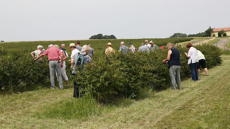 Auf dem Haskap-Beeren-Feld.