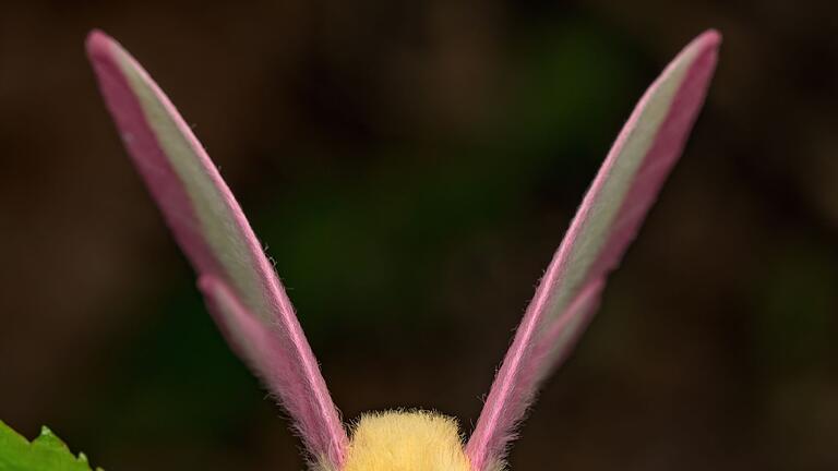 Fliegendes Sahnebonbon als Musterbeispiel der Evolution       -  Hübsch sieht der Falter Dryocampa rubicunda mit seinen zarten Farben und der wilden Löwenmähne aus.