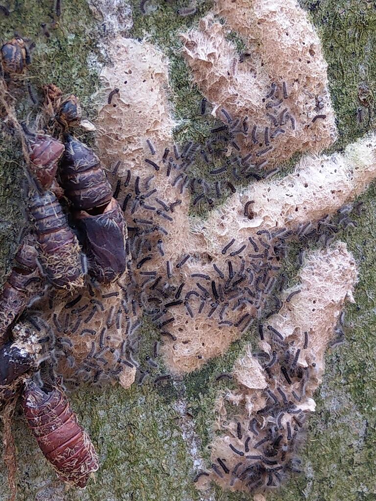 Schwammspinner-Gelege mit frisch geschlüpften Raupen an einer Buche. Links im Bild: Larvenhäute aus dem Vorjahr.