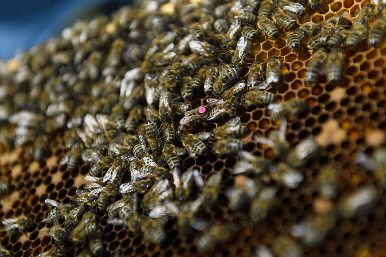Erkennt ihr die Bienenkönigin? Sie hat von den Biologen einen rosa Punkt auf den Rücken geklebt bekommen. Sie ist größer als die Arbeiterinnen, denn sie muss Eier legen und für Nachwuchs im Bienenvolk sorgen. Erkennt ihr die Bienenkönigin? Sie hat von den Biologen einen rosa Punkt auf den Rücken geklebt bekommen. Sie ist größer als die Arbeiterinnen, denn sie muss Eier legen und für Nachwuchs im Bienenvolk sorgen.