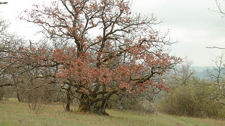 Auch dieses Stück auf dem Rammersberg gilt als Wald.