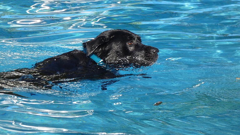 Labrador-Hündin Lucy liebt das Wasser über alles und lässt keine Schwimmgelegenheit aus - schon gar nicht das Hundeschwimmen in Eltmann.