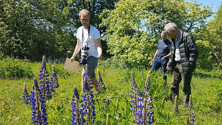 Linus Krämer von der UNB und Oskar Jungklaus sowie Oswald Türbl vom BN begutachten die Flächen, auf denen Lupinen in der Rhön entfernt werden sollen. Foto: Elisabeth Assmann       -  Linus Krämer von der UNB und Oskar Jungklaus sowie Oswald Türbl vom BN begutachten die Flächen, auf denen Lupinen in der Rhön entfernt werden sollen. Foto: Elisabeth Assmann