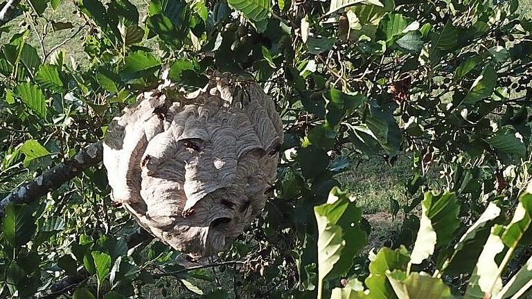 Das ist nicht das Original aus Bad Brückenau – aber so sieht das Nest der Asiatischen Hornisse aus.       -  Das ist nicht das Original aus Bad Brückenau – aber so sieht das Nest der Asiatischen Hornisse aus.