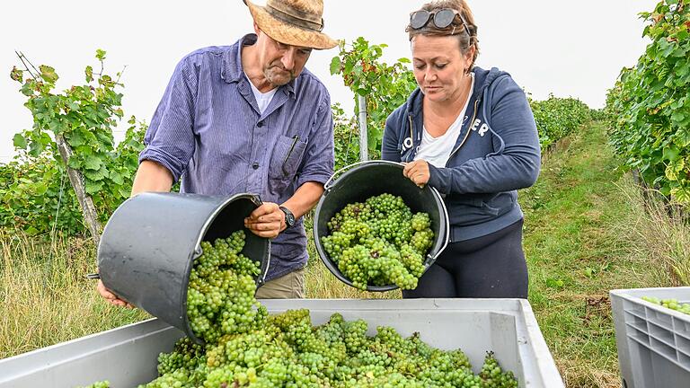 Martin Steinmann und Kerstin Weiß sind seit vergangener Woche mit der Lese beschäftigt. Die Ernte wird noch etwa bis Ende September dauern und ist in großen Teilen Handarbeit. Martin Steinmann und Kerstin Weiß sind seit vergangener Woche mit der Lese beschäftigt. Die Ernte wird noch etwa bis Ende September dauern und ist in großen Teilen Handarbeit. 