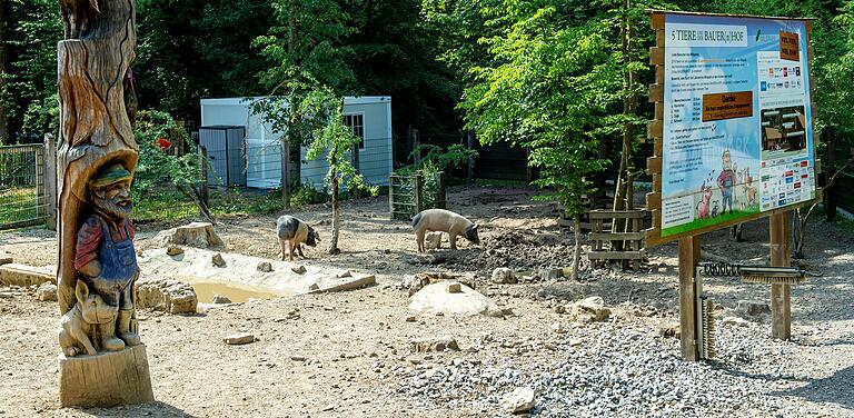 Große helle Ställe, viel Platz und einen eigenen 'Pool' haben die Schwäbisch-Hällischen Schweine im Schweinfurter Wildpark. Damit haben sie ein besseres und längeres Leben als Mastschweine. Während letztere nach etwa sechs Monaten schlachtreif sind, braucht die alte Rasse ein Jahr.