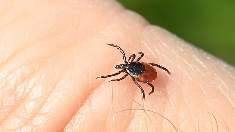 Zecke auf der Haut.jpeg       -  Zecke auf der Haut: Bei den Insekten ist Vorsicht geboten - nicht nur für den Mensch.