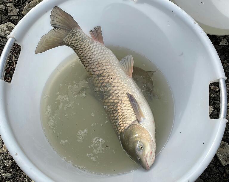 Das war der größte Fisch, der im Vorsee gefangen wurde. Das war der größte Fisch, der im Vorsee gefangen wurde.