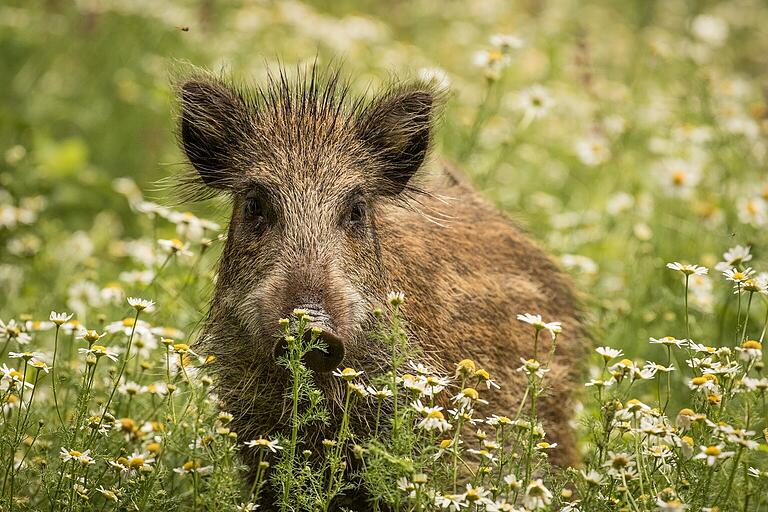 Zahlreiche Tierarten wie dieses hübsche Wildschwein können am Festwochenende im Wildpark Gersfeld vom 15. bis 17. Juli bestaunt werden. Zahlreiche Tierarten wie dieses hübsche Wildschwein können am Festwochenende im Wildpark Gersfeld vom 15. bis 17. Juli bestaunt werden.