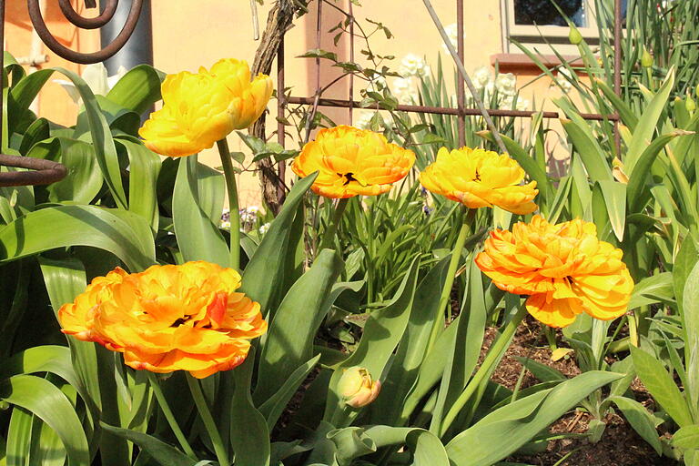 Im April erfreuen die Tulpen mit ihrer Blüte.