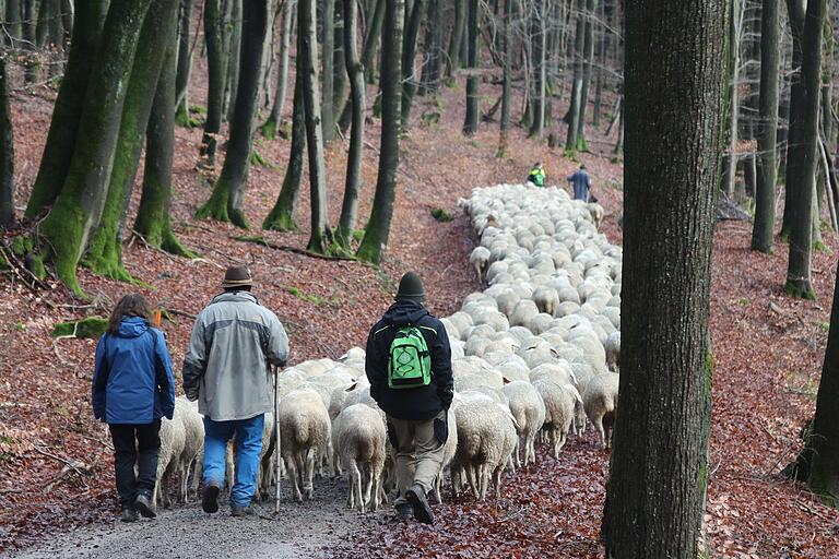 Helfer aus Familie und Freundeskreis des Schäfers begleiten den Zug der Herde. Die Nachhut sorgt dafür, dass kein Tier auf der Strecke bleibt.