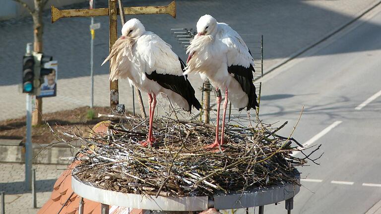 Das Geiselwinder Storchenpaar ist wieder in der Gemeinde am Fuße des Steigerwaldes eingetroffen