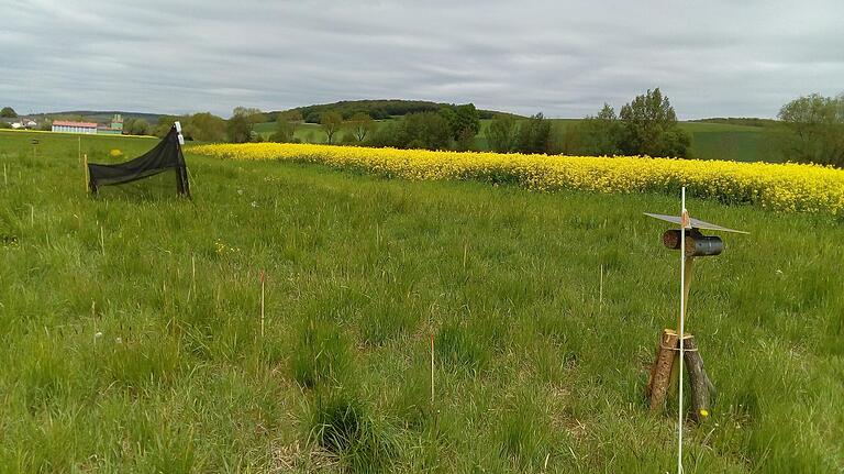 Mit Hilfe eines Zeltes, einer sogenannten Malaisefalle, und Nisthilfen mit Dach und PVC-Röhren untersuchen die Wissenschaftler die Artenvielfalt bei Insekten, wie hier in Waldbrunn. Auf dem Raps-Versuchsfeld im Hintergrund wurden ebenfalls Versuche durchgeführt. Mit Hilfe eines Zeltes, einer sogenannten Malaisefalle, und Nisthilfen mit Dach und PVC-Röhren untersuchen die Wissenschaftler die Artenvielfalt bei Insekten, wie hier in Waldbrunn. Auf dem Raps-Versuchsfeld im Hintergrund wurden ebenfalls Versuche durchgeführt.