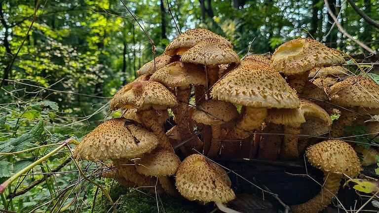 Im Herbst wird das Unesco-Biosphärenreservat zu einem beliebten Ziel für Pilzsammler. Hier zu sehen ist der 'Gemeine Hallimasch', er ist bedingt genießbar.