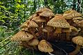 Im Herbst wird das Unesco-Biosphärenreservat zu einem beliebten Ziel für Pilzsammler. Hier zu sehen ist der 'Gemeine Hallimasch', er ist bedingt genießbar.