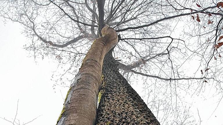 Ringkampf zwischen Buche und Eiche? Gegner eines Nationalparks im Spessart fürchten, dass die Buche die Eiche verdrängen könnte. Der Würzburger Wissenschaftler Jörg Müller erachtet dies als unbegründet. Das Bild zeigt Buche (links) und Eiche im Spessartwald in inniger &bdquo;Umarmung&ldquo;.