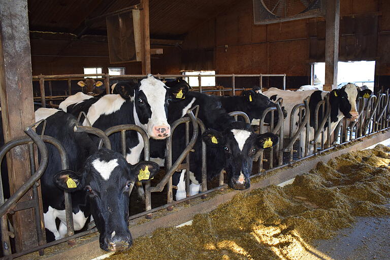 2019 warf die Redaktion einen Blick in den Kuhstall auf dem Biohof von Christiane und Klaus Dietz in Bundorf. 2019 warf die Redaktion einen Blick in den Kuhstall auf dem Biohof von Christiane und Klaus Dietz in Bundorf.