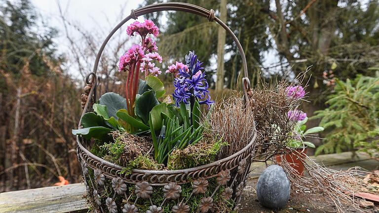Dekorativer Drahtkorb mit bunten Frühlinspflanzen. Dekorativer Drahtkorb mit bunten Frühlinspflanzen. 