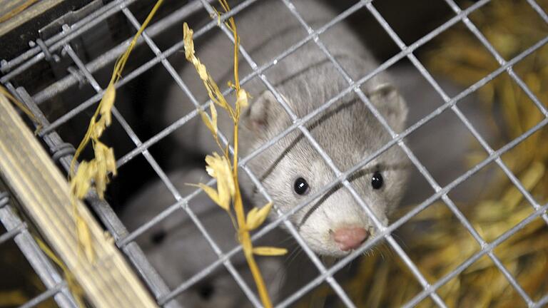 Nerze in Finnland       -  Das Vogelgrippe-Virus übertragt sich auch auf andere Tiere.