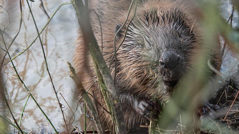 Ein Biber im Wasser, fotografiert in der Nähe von Bad Neustadt.