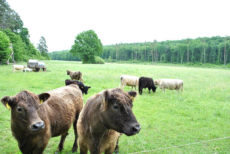 Die große Weide bietet viel Platz für die Galloway-Herde, die hornlosen Tiere stammen ursprünglich aus Schottland.