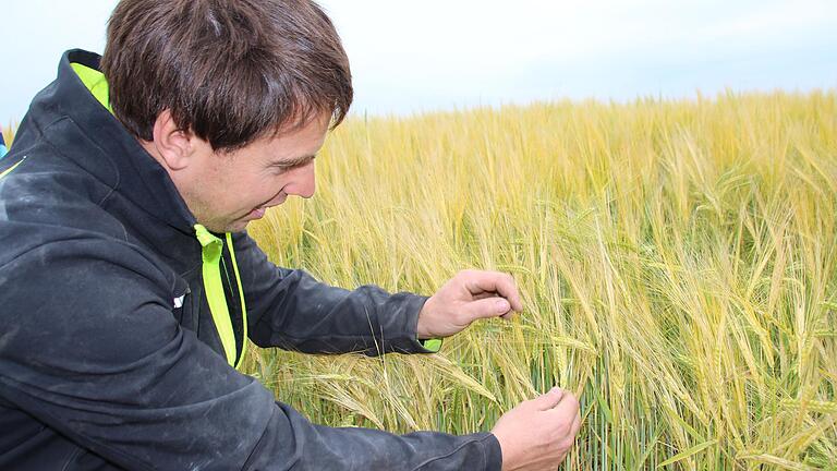 Die Wintergerste hat heuer enorme Frostschäden erlitten. Landwirt Dominik Keller aus Frankenwinheim zeigt auf einem Feld hinter seinem Haus, wie schlecht sich die Fruchtkörper in dem Getreide entwickelt hat.&nbsp;