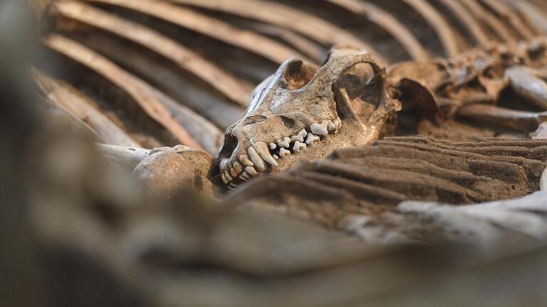 Das Tiergrab aus der Merowinger-Zeit im Museum für Franken wirkt ein wenig wie ein Sinnbild auf den derzeitigen Lockdown.